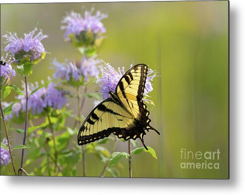 Wildflower Garden Metal Print featuring the photograph Tiger Swallowtail - Butterflies by Rehna George