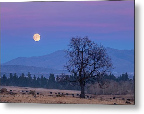 Moonrise Metal Print featuring the photograph Till the Cows Come Home by Randy Robbins