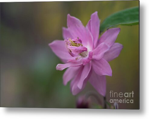 Bloom Metal Print featuring the photograph Tiny Blossom Close-up by Nancy Gleason