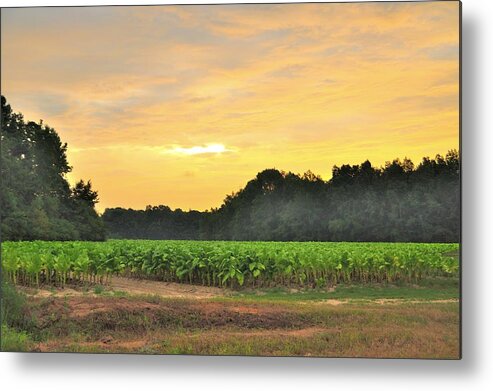 Field Metal Print featuring the photograph Tobacco Field Glow by Eric Towell