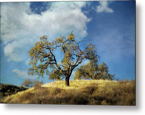 Sunol Regional Wilderness Metal Print featuring the photograph Today's a Little Brighter by Laurie Search