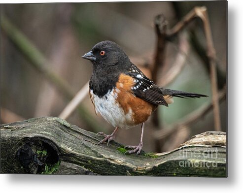 Cold Metal Print featuring the photograph Towee On A Fence by Craig Leaper
