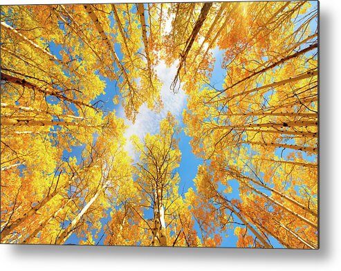 Aspens Metal Print featuring the photograph Towering Aspens by Darren White