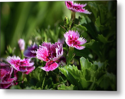 Flowers Metal Print featuring the photograph Trails of Pink by Buddy Scott