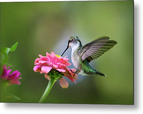 Hummingbird Metal Print featuring the photograph Tranquil Joy by Christina Rollo