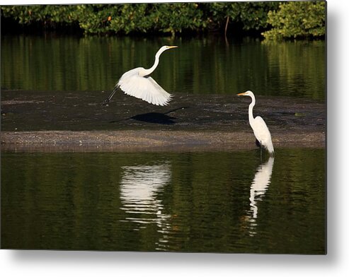 Great Egret Metal Print featuring the photograph Tranquil Scenery 1 by Mingming Jiang
