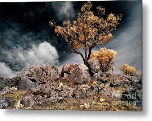 Tree Metal Print featuring the photograph Tree and Rocks by Russell Brown