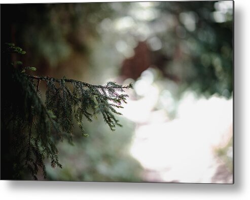 Photography Metal Print featuring the photograph Tree Branch Along the Path by Evan Foster