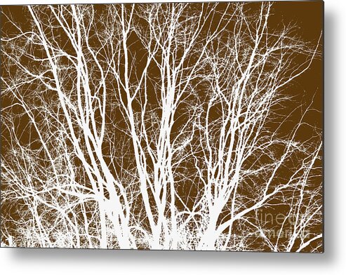 Willow Branches Metal Print featuring the photograph Tree Branches by Scott Cameron