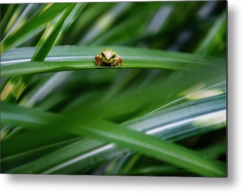 Protection Metal Print featuring the photograph Tree Frog 2 by Pelo Blanco Photo