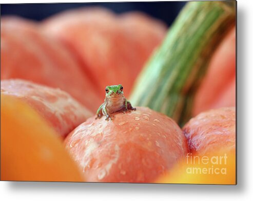 Tree Frog Metal Print featuring the photograph Tree Frog 4638 by Jack Schultz