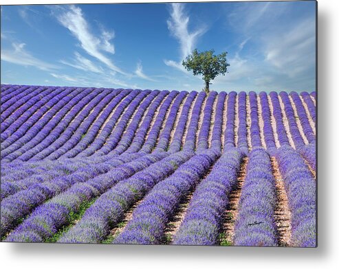 Lavender Field Metal Print featuring the photograph Tree in Provence by Jurgen Lorenzen
