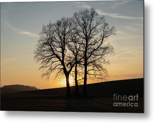 Trees Metal Print featuring the photograph Trees and golden evening light in winter by Adriana Mueller