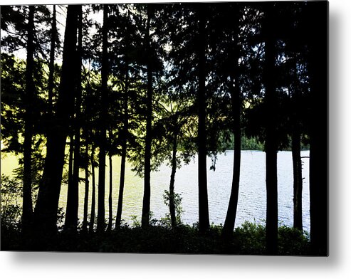 Dv8.ca Metal Print featuring the photograph Trees at Alice Lake by Jim Whitley