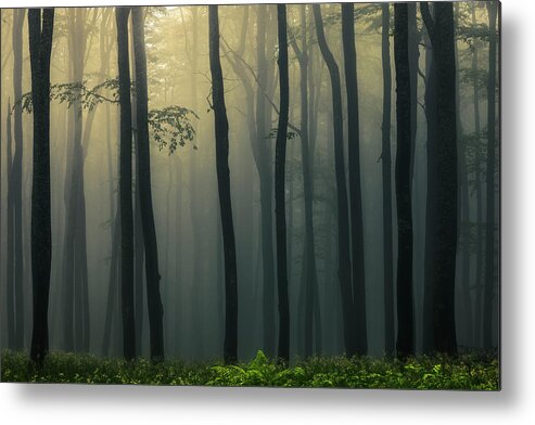 Balkan Mountains Metal Print featuring the photograph Trees In Dark Forest by Evgeni Dinev