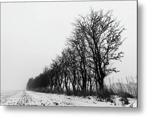 Trees Metal Print featuring the photograph Trees in line by Mike Santis