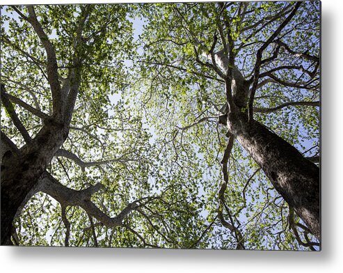 Crown Metal Print featuring the photograph Trees by Thomas Imo