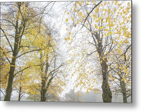 Trent Park Metal Print featuring the photograph Trent Park Trees Fall 14 by Edmund Peston