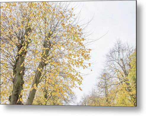 Trent Park Metal Print featuring the photograph Trent Park Trees Fall 17 by Edmund Peston