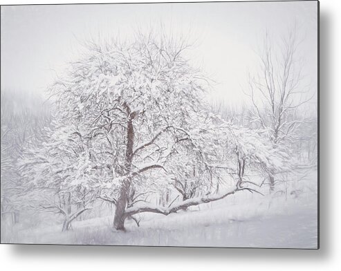 Snow Metal Print featuring the photograph Trexler Nature Preserve Snow Covered Tree by Jason Fink