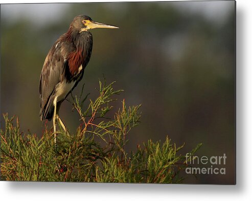 Heron Metal Print featuring the photograph Tri-colored Heron by Meg Rousher