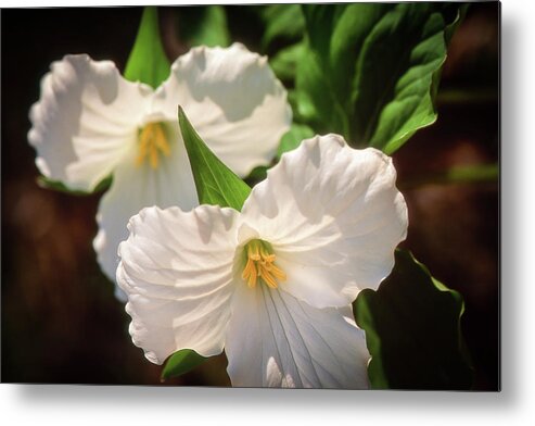 Metal Print featuring the photograph Trillium Flowers by Louise Tanguay