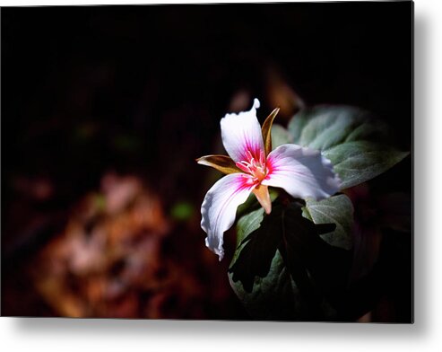 New Hampshire Metal Print featuring the photograph Trillium Light by Jeff Sinon