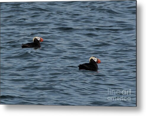 Fratercula Cirrhata Metal Print featuring the photograph Tufted Puffins in the Salish Sea by Nancy Gleason