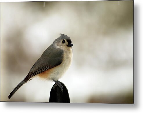 Tufted Tit Mouse Metal Print featuring the photograph Tufted Tit Mouse by Laurie Lago Rispoli