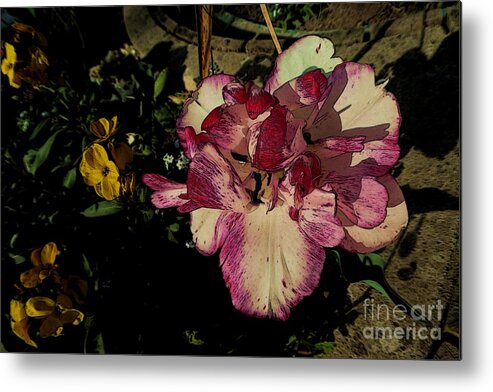 Art Metal Print featuring the photograph Tulip 1 by Jean Bernard Roussilhe