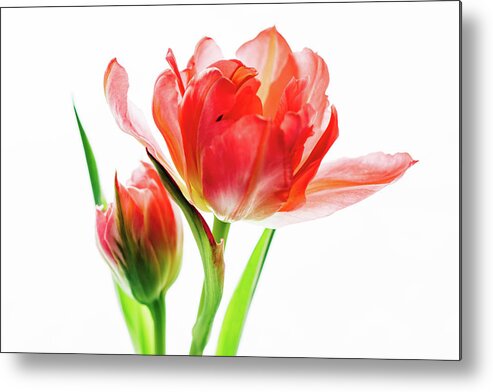 Tulip Metal Print featuring the photograph Tulip 9502 by Pamela S Eaton-Ford