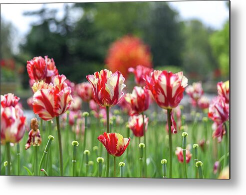 Spring Metal Print featuring the photograph Tulip blooms in Spring by Andrew Lalchan