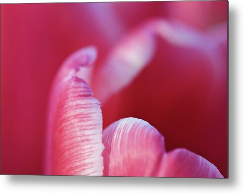 Pink Metal Print featuring the photograph Tulip Detail by Maria Meester