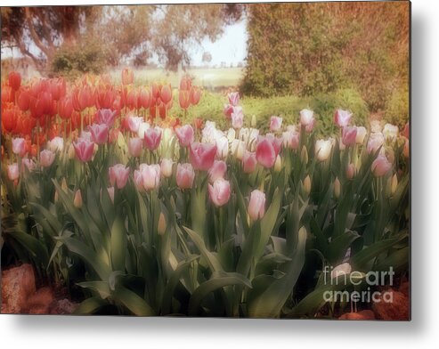 Flowers Metal Print featuring the photograph Tulip Dreams by Elaine Teague