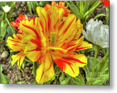 Botanical Metal Print featuring the photograph Tulip Monsella by Paolo Signorini