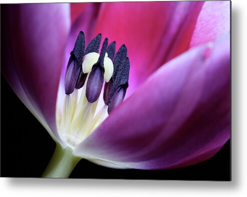 Macro Metal Print featuring the photograph Tulip Pink 3917 by Julie Powell
