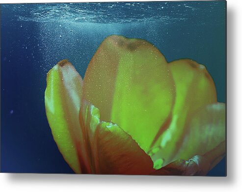 Tulip Metal Print featuring the photograph Tulip Underwater by Johanna Hurmerinta