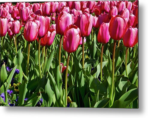 Tulips Metal Print featuring the photograph Tulips 3585 by Cathy Kovarik