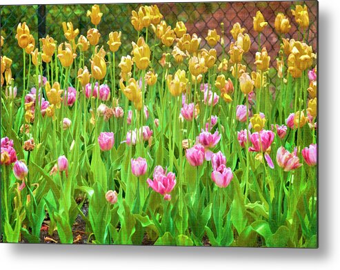 Tulips Metal Print featuring the photograph Tulips by Cathy Kovarik