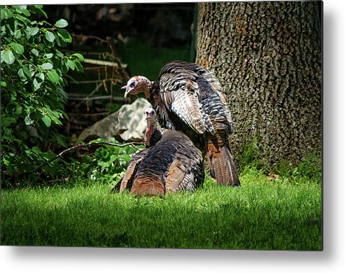Wild Metal Print featuring the photograph Pair of Wild Turkeys by Steven Nelson