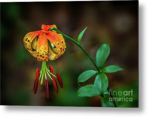 Lily Metal Print featuring the photograph Turks Cap Lily by Shelia Hunt