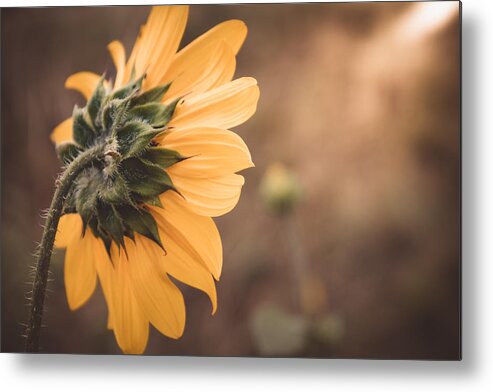 Sunlight Metal Print featuring the photograph Turn to the Sunlight by Bonny Puckett