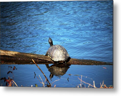 Turtle Metal Print featuring the photograph Turtle Reflection by Cynthia Guinn