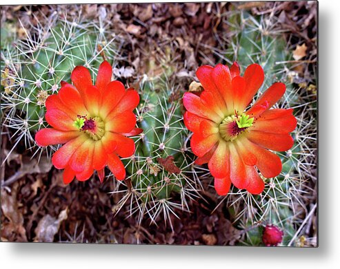 Cacti Metal Print featuring the photograph Twin Claret Cup Cactus by Bob Falcone