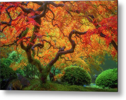 Fall Colors Metal Print featuring the photograph Twisted Autumn by Darren White