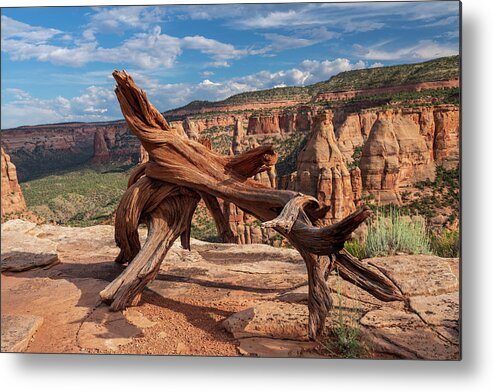 Air Metal Print featuring the photograph Twisted Dead treee on top of a mesa in Colorado National Monumen by Kyle Lee