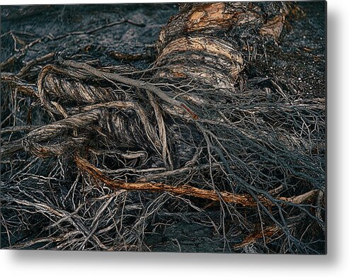 Australia Metal Print featuring the photograph Twisted by Jay Heifetz