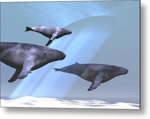 Underwater Metal Print featuring the drawing Two adult humpback whales escort a baby calf in clear blue seas. by Corey Ford/Stocktrek Images