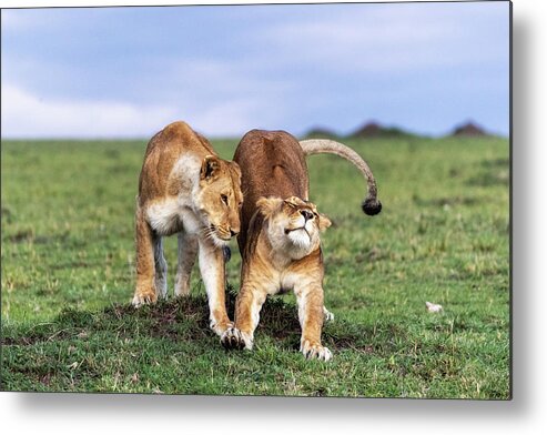 Lion Metal Print featuring the photograph Two African Lioness Together Stretching by Good Focused