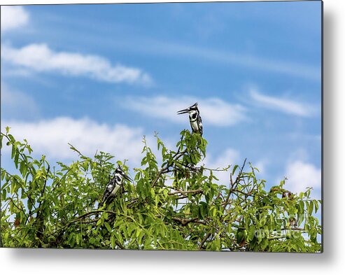 African Pied Kingfisher Metal Print featuring the photograph Two female African pied kingfishers, Ceryle rudis, perched in a tree, Lake Edward, Queen Elizabeth National Park, Uganda. This is a popular breeding ground where the birds nest around the lake. by Jane Rix